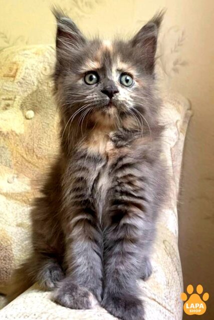 Charming Maine Coon Beauty with a Delicate Blue Tortoiseshell Color