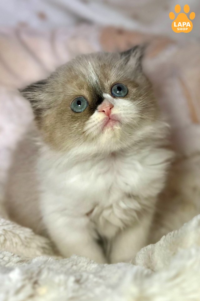 Buy Highland Fold kitten in Poltava — Athena