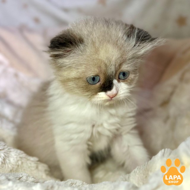 kittenページ Buy Highland Fold kitten in Poltava — Athena