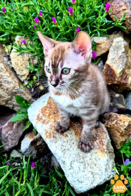 snow mink bengal