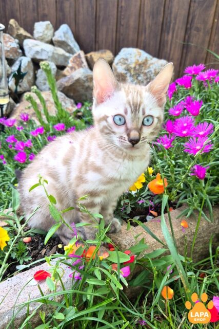 bengal kitten snow lynx