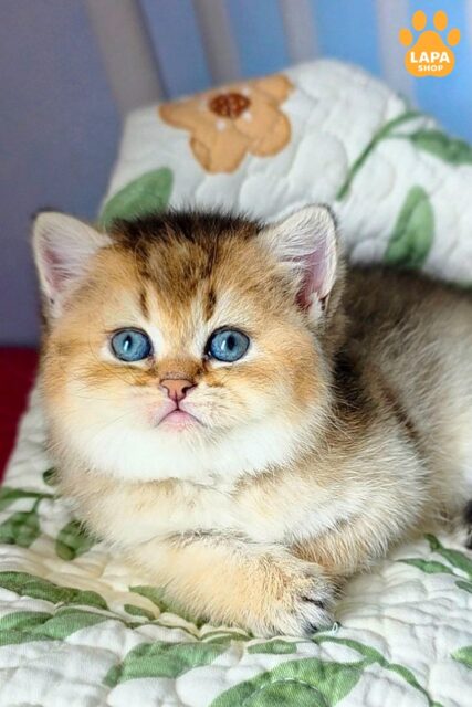 Barbie is a Charming Scottish Kitty who is Ready to Bring Joy and Comfort to Your Home barbie6