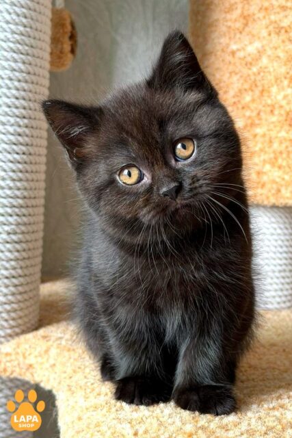 Cute Scottish Straight Kitten Barny in a Black Coat