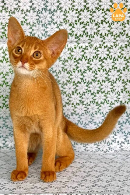 Abyssinian Kitten Bakara Sorrel — A Gentle Companion