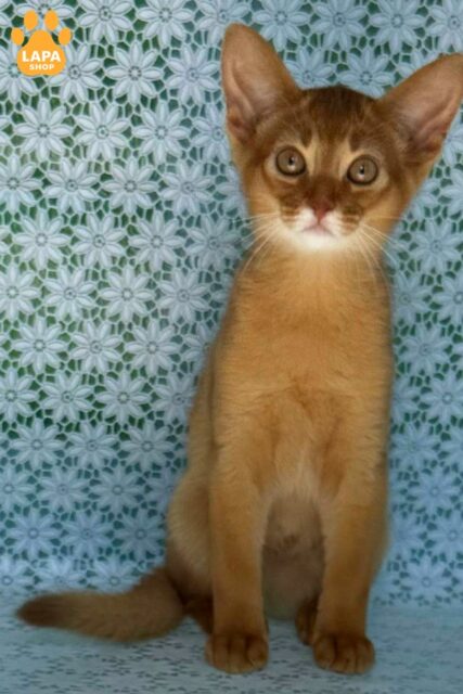 Abyssinian Kitten Bakara Sorrel — A Gentle Companion