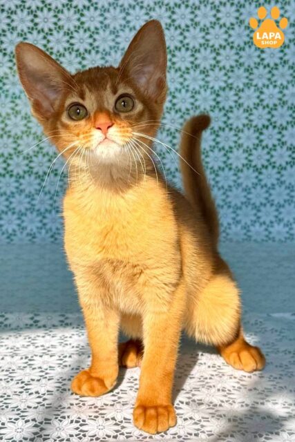 Abyssinian Beauty Bastet Sorrel – Grace and Tenderness in one Kitty