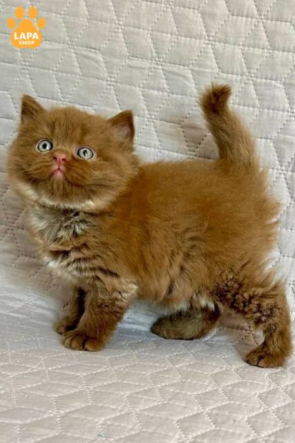 Playful British Longhair Cat Bob in Rare Cinnamon Color
