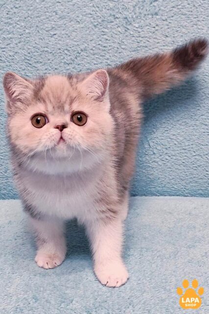 Candy is a Cute Exotic Kitty in a Spectacular Color