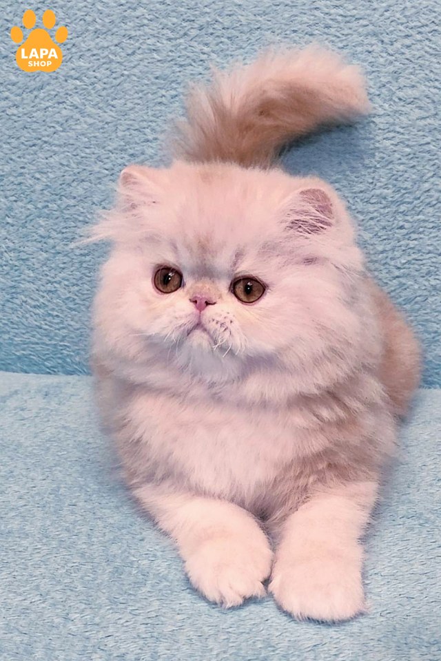 Charles9