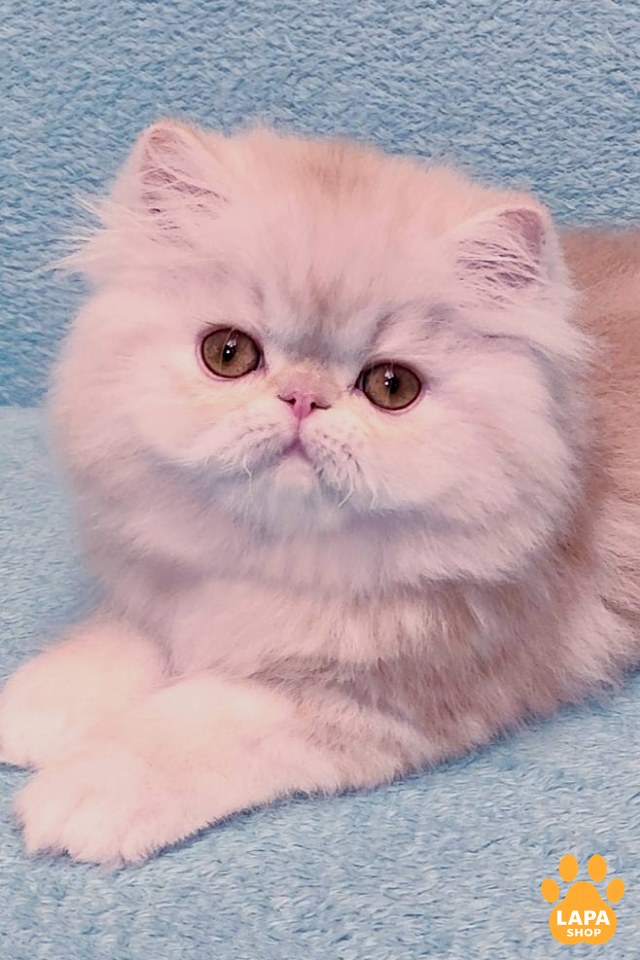 Charles99