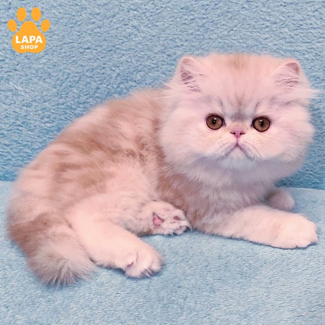 Charlesк566