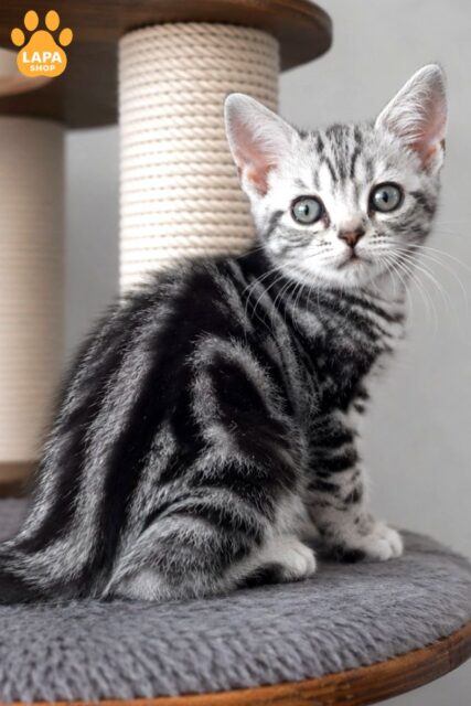 American Shorthair Cheeky – A Sweet Kitty Waiting for Her Family cheeky1009