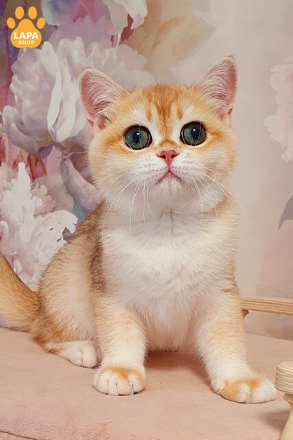 чорний золотий британська короткошерста