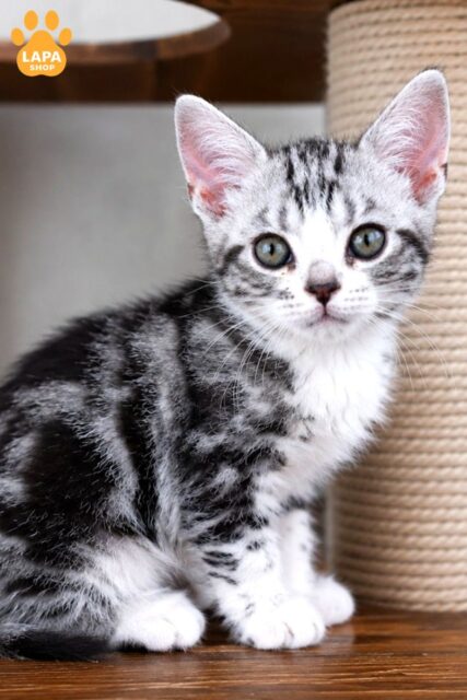 Incredible Beauty — American Shorthair Kitty Cloudy cloudy1009 2