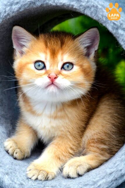 Golden Ticked Scottish Straight Kitten Derek
