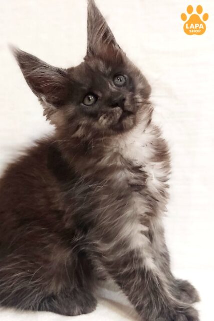 Smoky Beauty Maine Coon Dominika in a Luxurious Coat