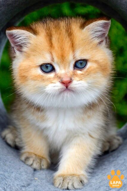Handsome Scottish Straight Kitten in a Golden Plush Fur Coat Don