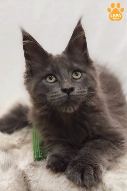 Charming Maine Coon Cat with a Spectacular Blue Solid Color on Silver Dorian