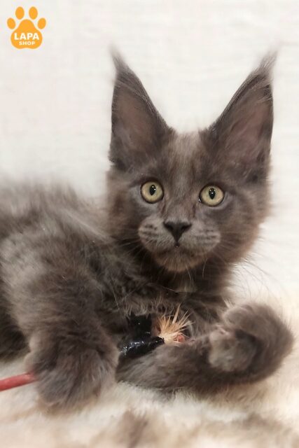 Cute Maine Coon Drhonik with a Medallion on His Chest