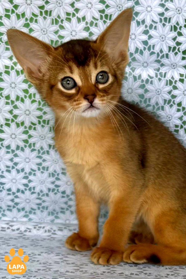 Elsie00