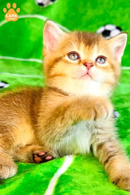 Emelia is a British Kitty who is Ready to Win Your Heart with her Plush Fur Coat