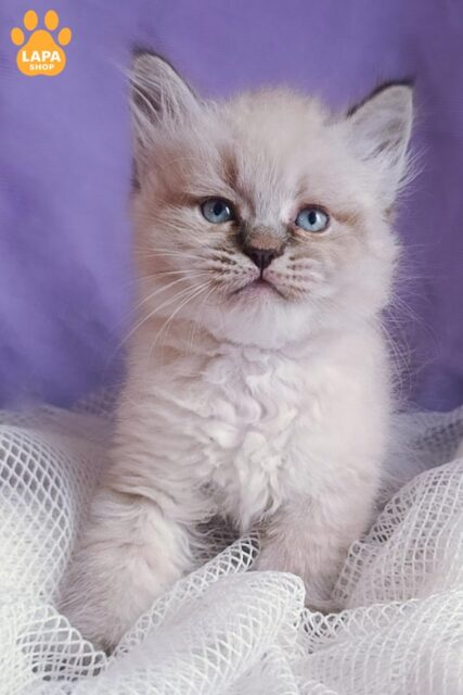 Роскошный сибирский котик Emerald, готовый стать вашим самым преданным другом