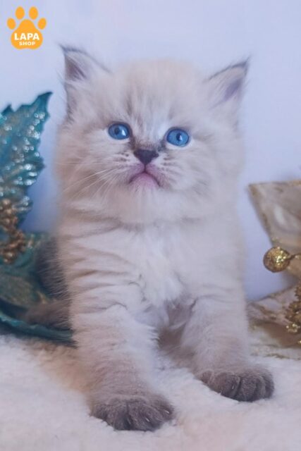 Siberian Kitty Estella  — Daughter of WCF Grand Inter Champion