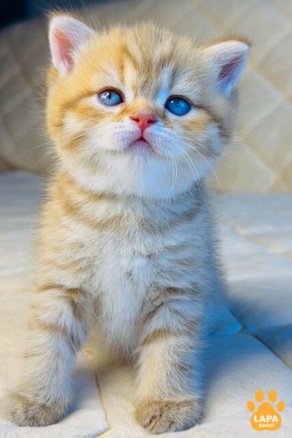 British Kitty Evelyn in a Delicate Color is a Real Decoration of your Home