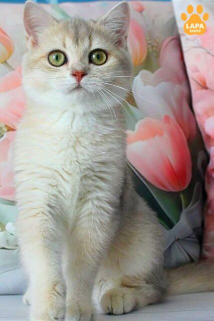Fialka is a Gentle British Kitty who Loves Hugs