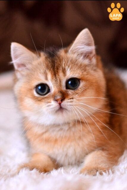British Shorthair Lady Fibi in Black Golden Ticked Coat