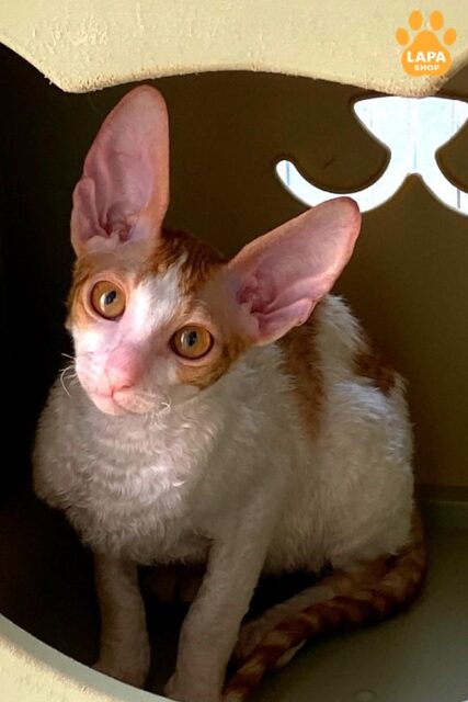 Cornish Rex Fidji — Red Beauty with a Gentle Character