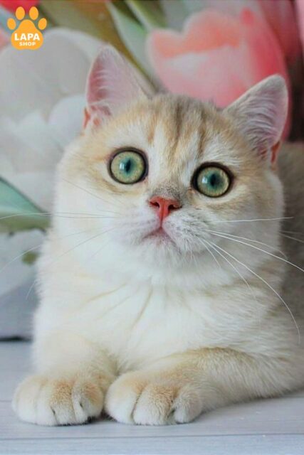 Very Cute and Delicate Green-Eyed British Beauty Fifa
