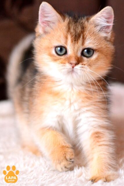 British Shorthair Cat Fifa — Golden Ticked Color
