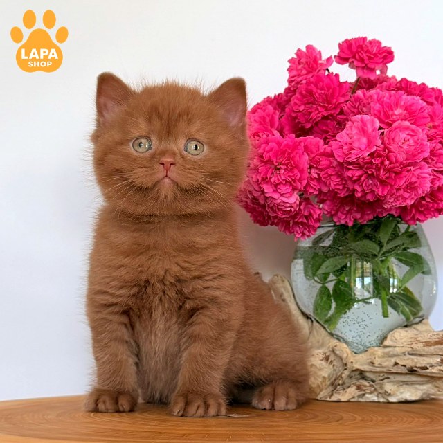 Finn9