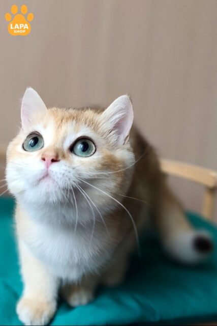 Fortune is a Sophisticated British Beauty in a Golden Plush Fur Coat