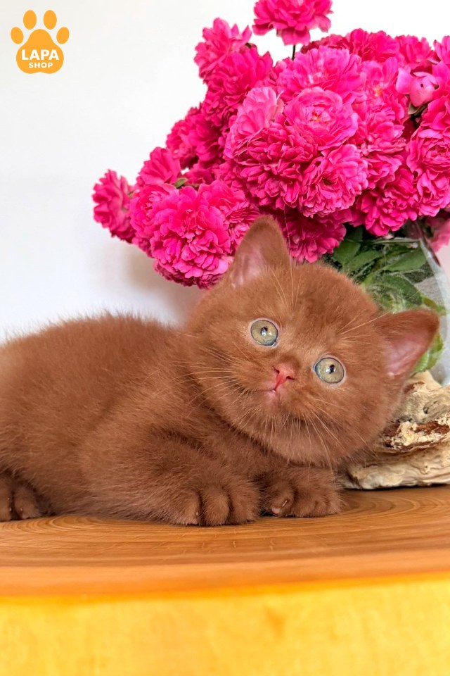 Fudge