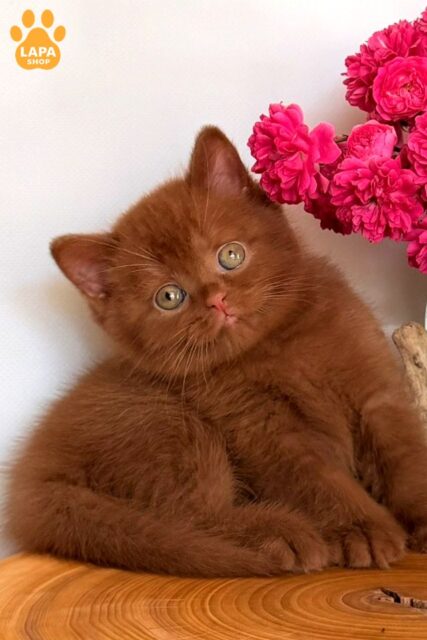 Fendi — чарівний британський котик з ефектною цинамоновою шубкою fudge22