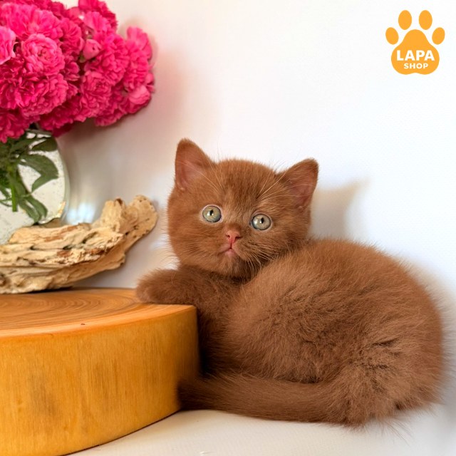 Fudge6
