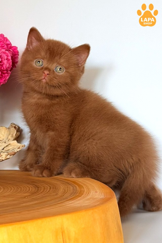 Fudge66