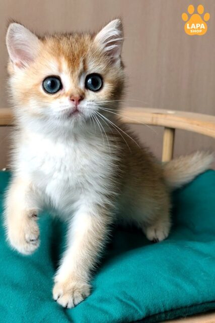 Gaila is A Sweet British Beauty in a Golden Coat