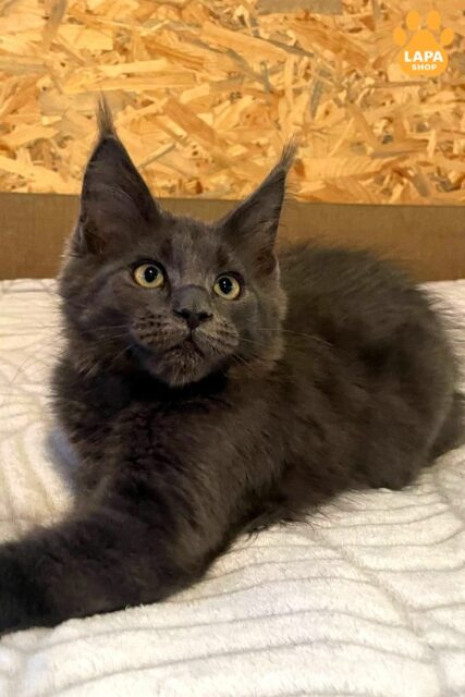 Handsome Maine Coon Garfield in a Spectacular Blue Fur Coat