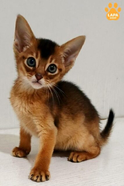 Abyssinian Kitten Gemma – Wild Beauty And Gentle Character