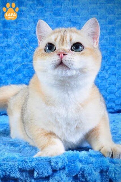 Эффектный британский котенок с изящным золотым окрасом Goshka