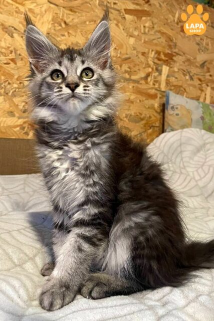 Charming Maine Coon Kitty in a Luxurious Black Silver Fur Grace