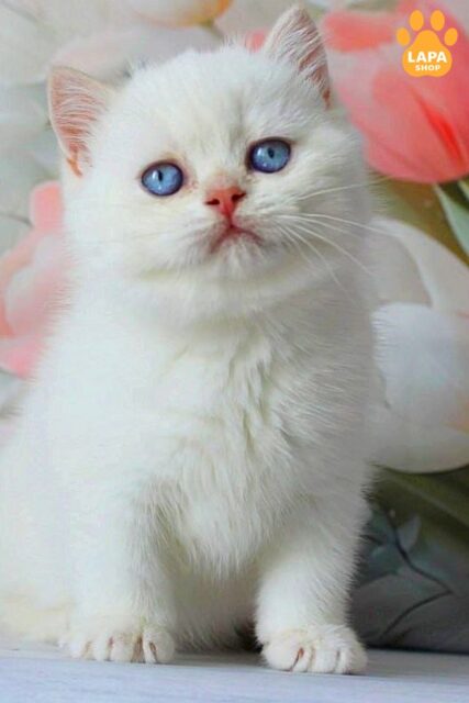 British Blue-eyed Handsome Kitten Grey, Who Captivates at First Sight