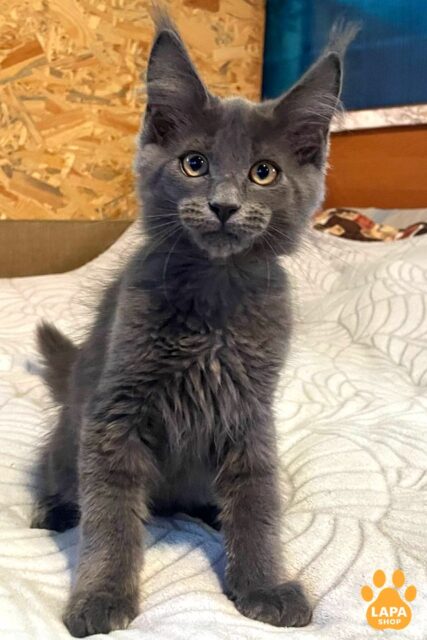 Maine Coon Grover — is a Cute Blue Kitten for Your Family