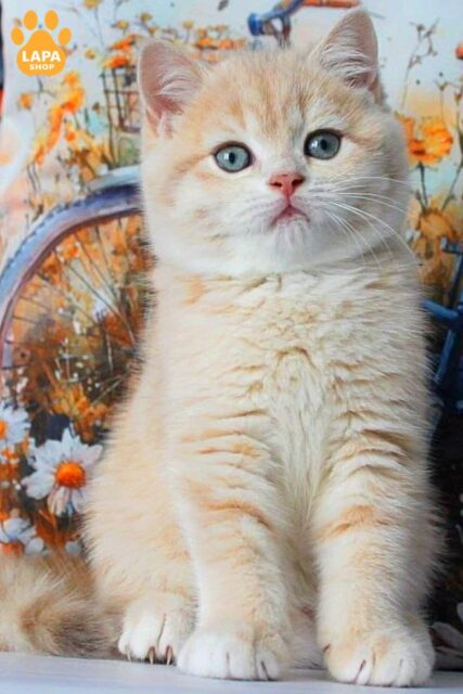 British kitten Gucci - is a Gentle Purring Kitten who Loves Hugs