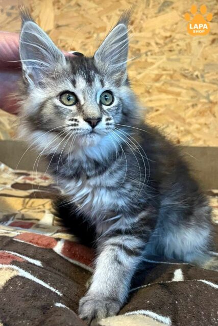 Stunning Maine Coon Gas with Luxurious Color Black in Silver