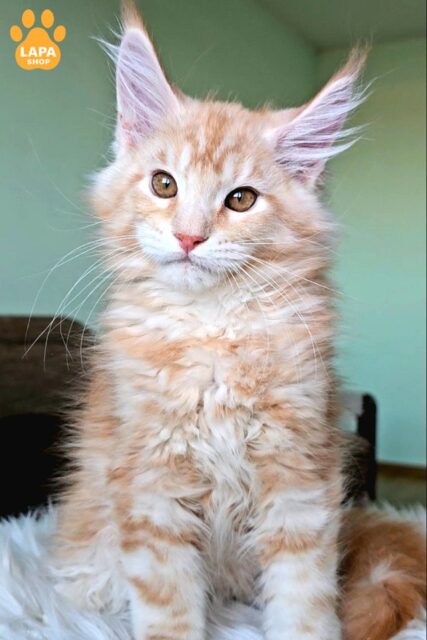 Maine Coon Hugo Boss is a True Handsome Cat with a Spectacular Coat that Catches the Eye with his Delicate Color