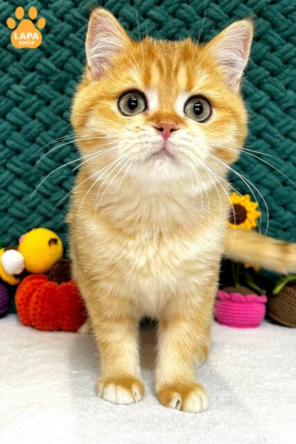 чорний золотий скотіш-страйт